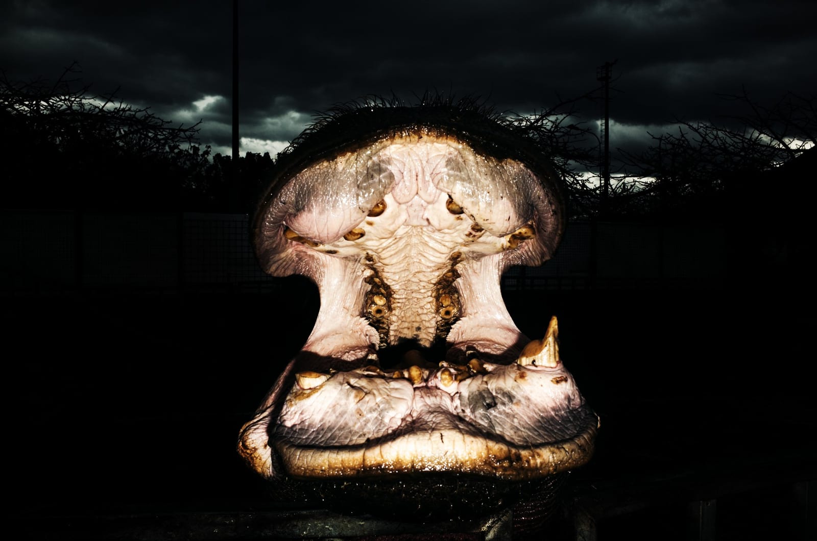 Circus — Giorgio Scalici